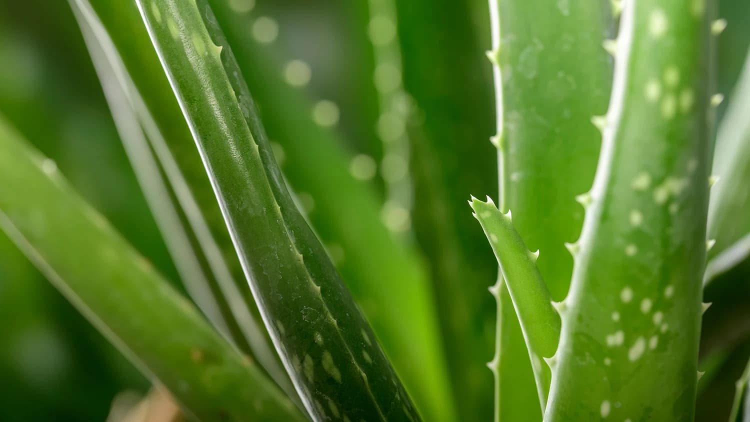 Aloe Vera Gel Gelly: Die Geheimwaffe eines unabhängigen Distributors von Forever Living Products