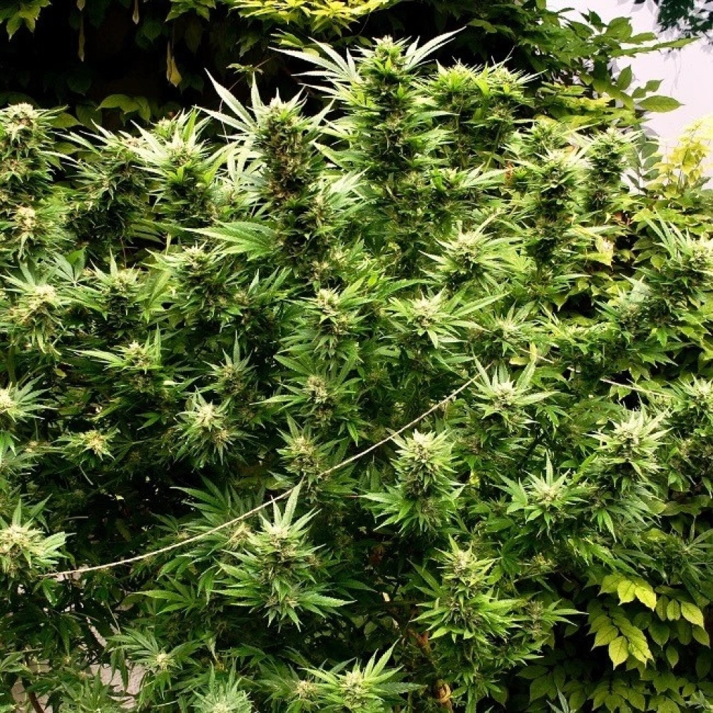 Anbau von Cannabis Samen: Grundlagen für Einsteiger