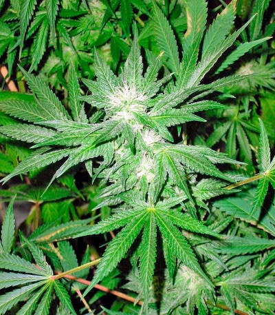 Rhino Cannabis Samen im Angebot