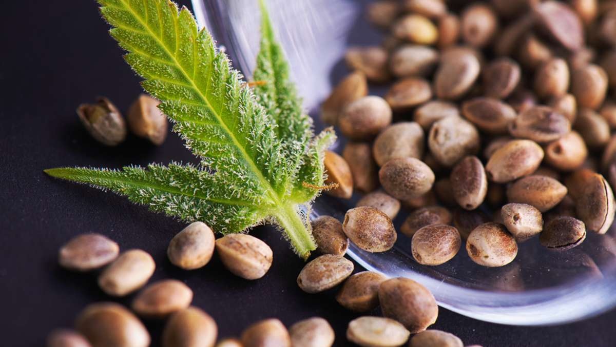 Das Potenzial von Cannabis Samen bei der Behandlung von Entzündungszuständen