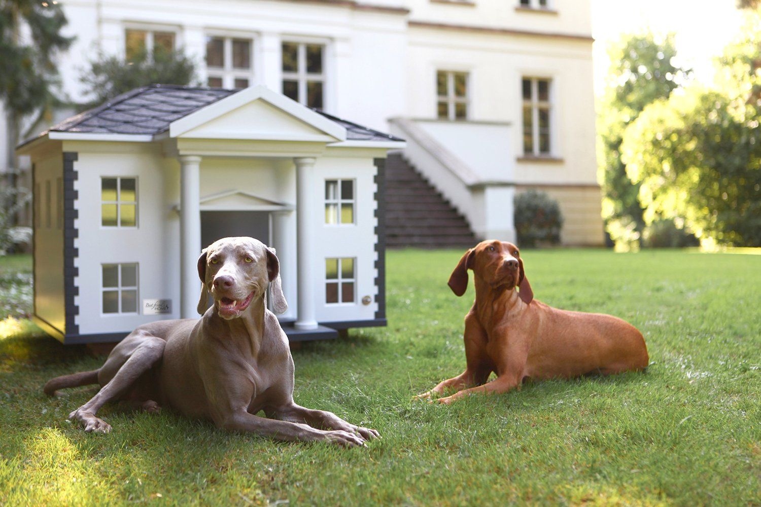 Warum ein Ferienhaus auf Texel mit Hund die perfekte Auszeit bietet