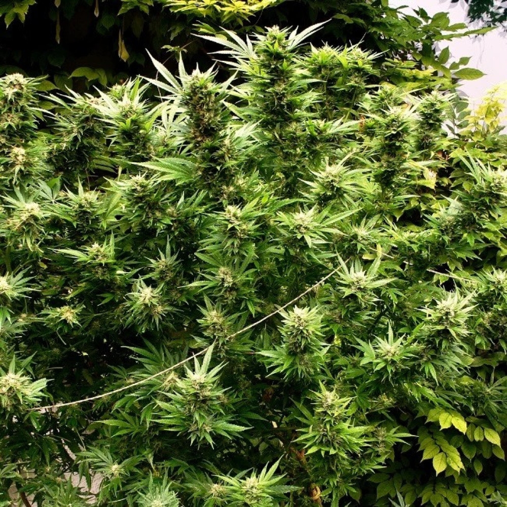 Anbau von Cannabis Samen: Grundlagen für Einsteiger