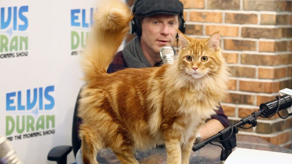 made by nacho cat food review